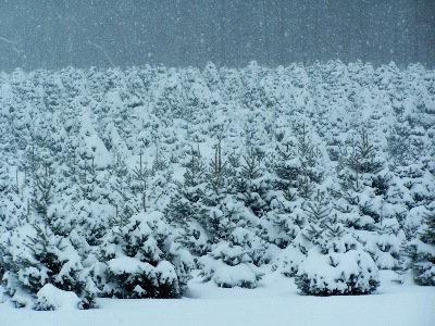 Most excellent Christmas Tree Farms Across America | Mylargebox