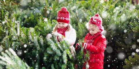 Most excellent Christmas Tree Farms Across America | Mylargebox