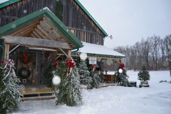 Most excellent Christmas Tree Farms Across America