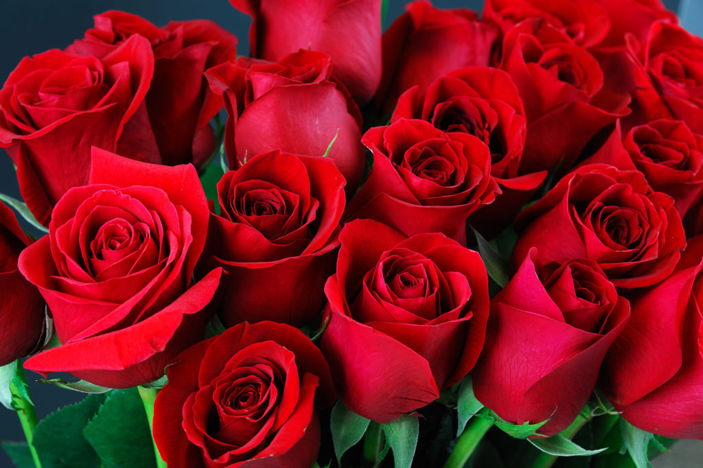Rose is a manifestation of love, not just lover couples- Rose Day ...