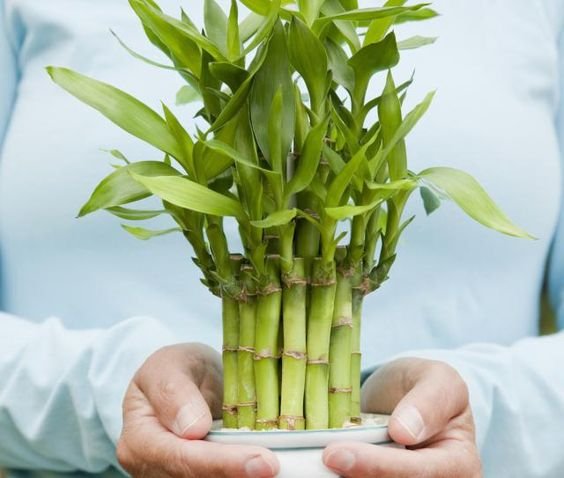 Bamboo or Bamboo Plant