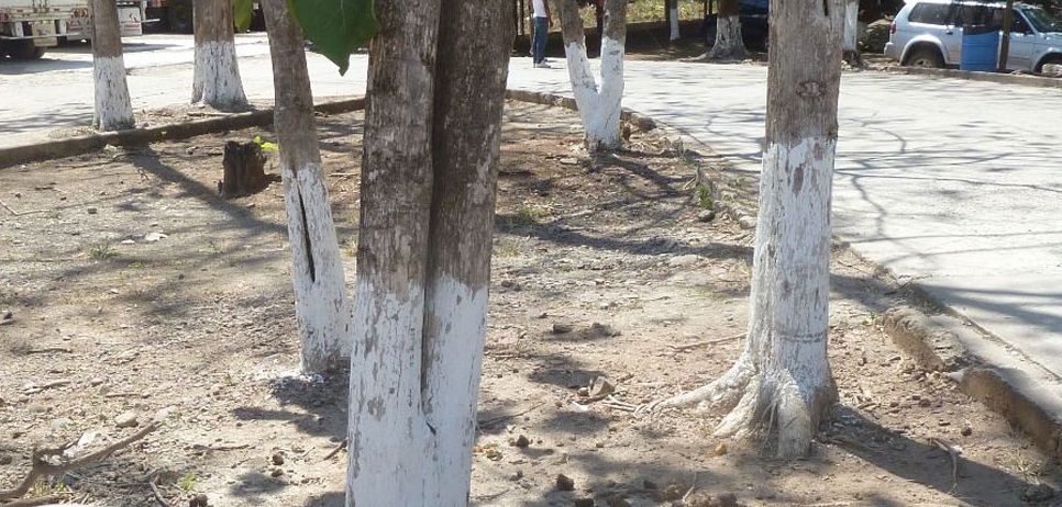 Do you know why white color is applied in trees?