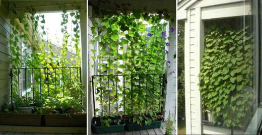 Small Plant curtain