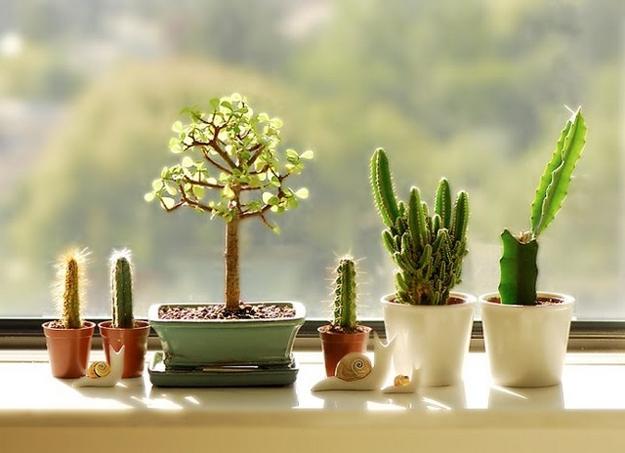 decorating plants in low budget