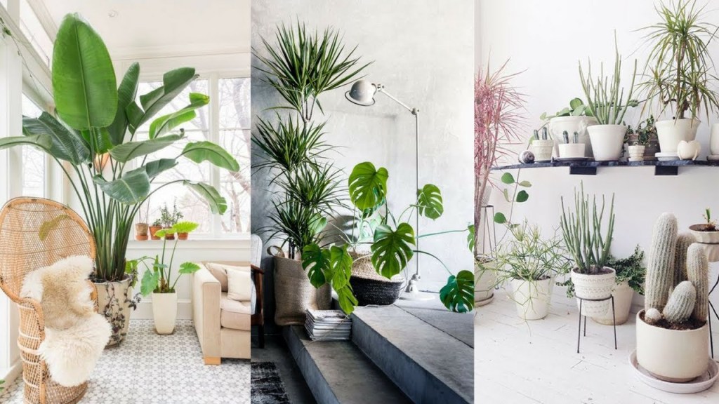 indoor plant decoration tips