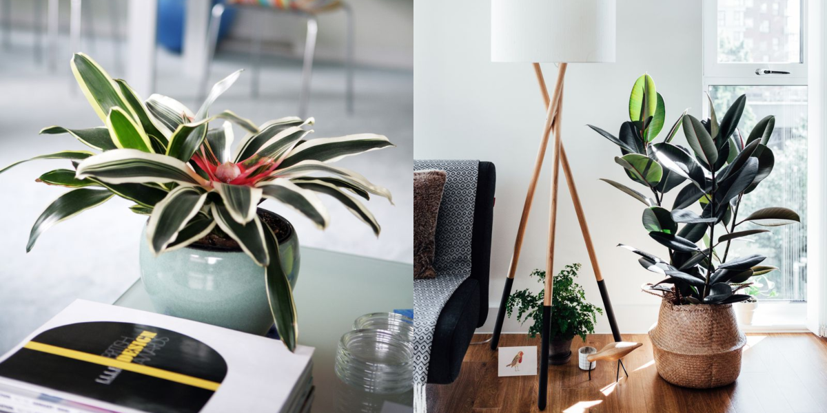 Novelty / home place where you want to decorate plant