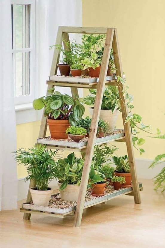 ladder plant tips
