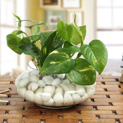 Which way will be auspicious for setting up a money plant according to vastu