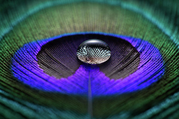 Peacock feather