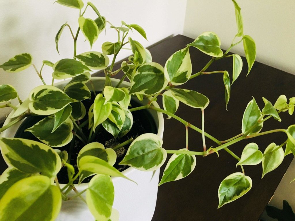 Peperomia