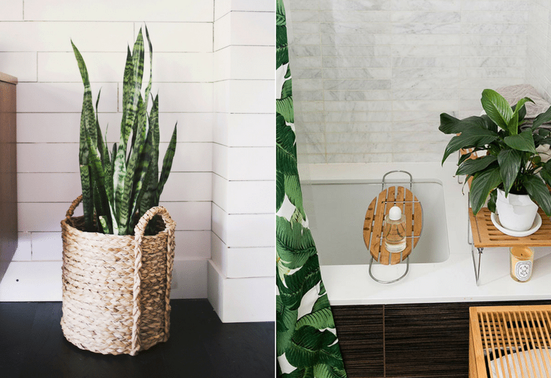 These plants make the bathroom very beautiful and refreshing