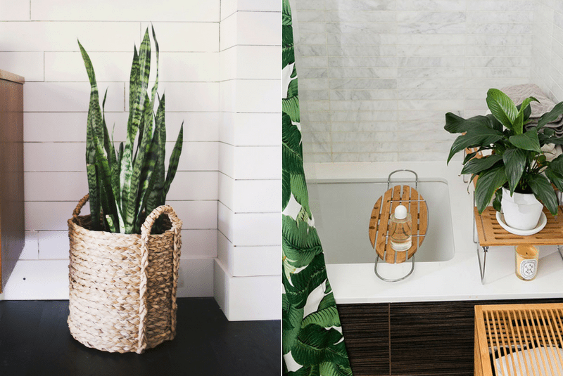 These plants make the bathroom very beautiful and refreshing