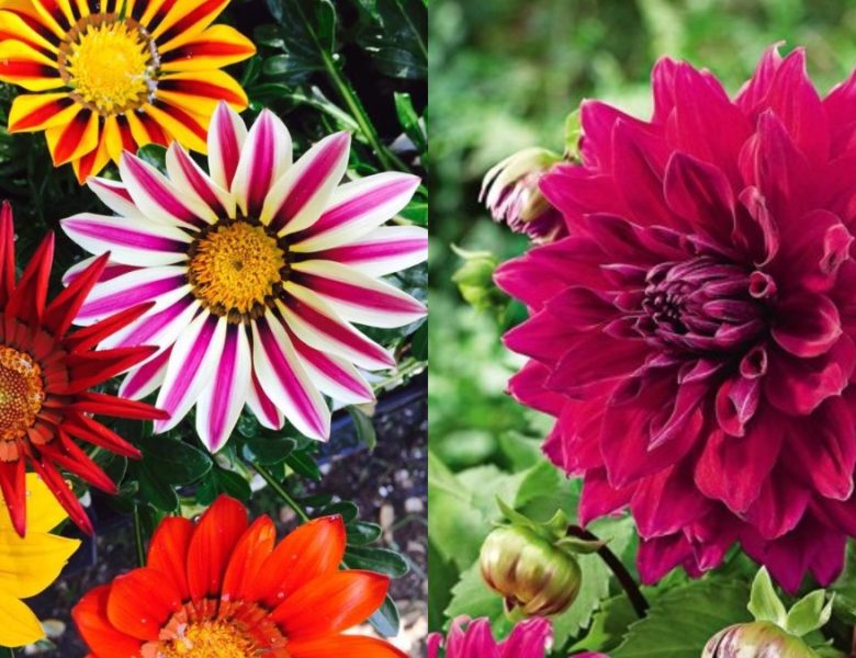 Want to increase the beauty of your garden in the winter season, and then plant these flower plants