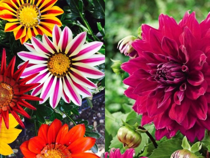 Want to increase the beauty of your garden in the winter season, and then plant these flower plants