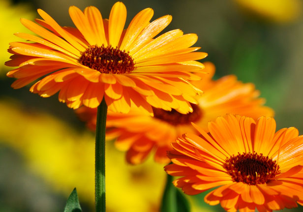 Calendula flower