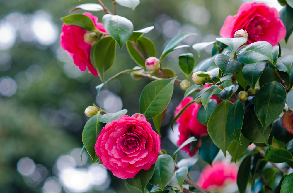 Camellia flower plant