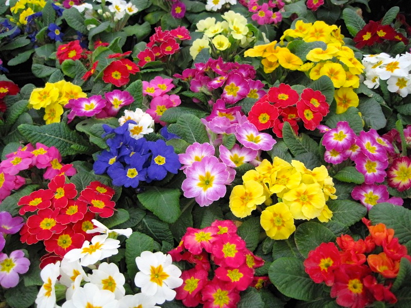 English Primrose