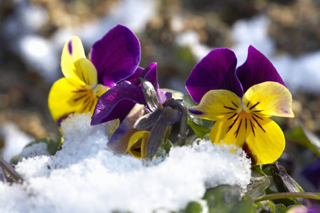 Pansy Flowers (Pansy)