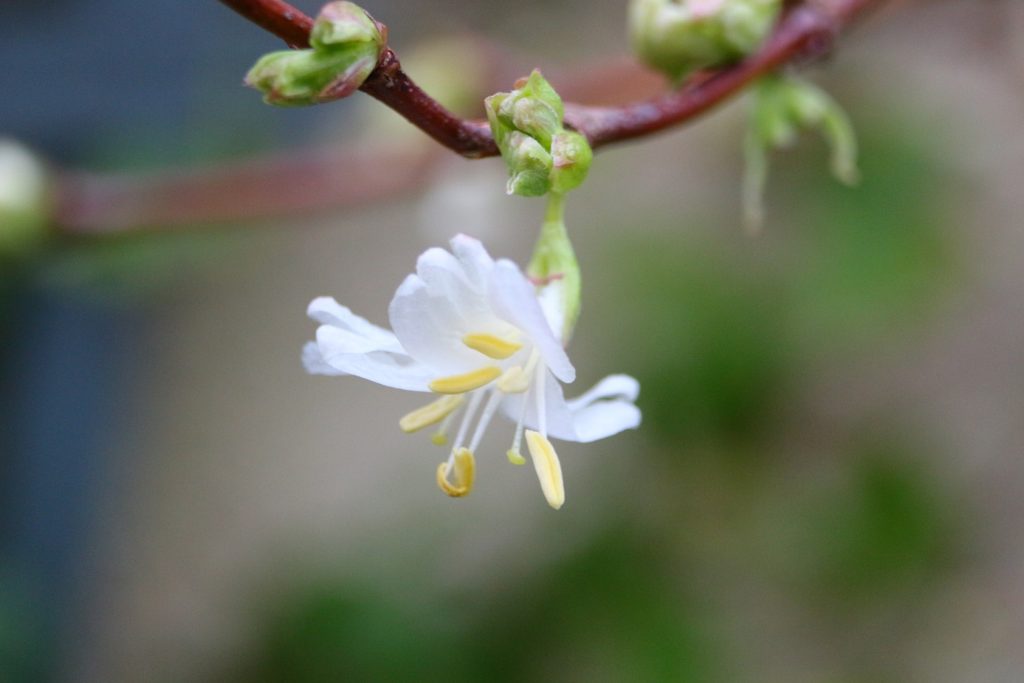 Winter honeysuckle