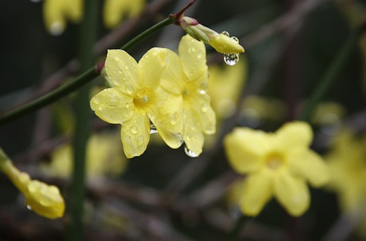 Winter jasmine