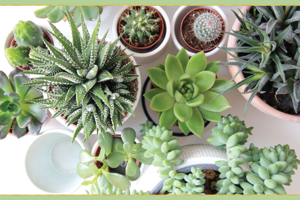 Easy and Effective Plant Care Tips