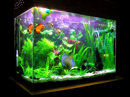 Fish Tank feng shui