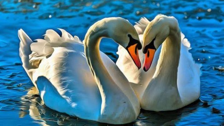 picture of a pair of swans