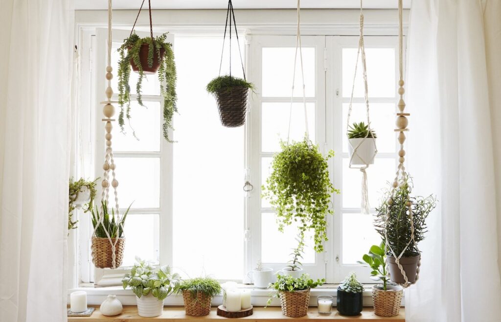 Hanging plants window decoration