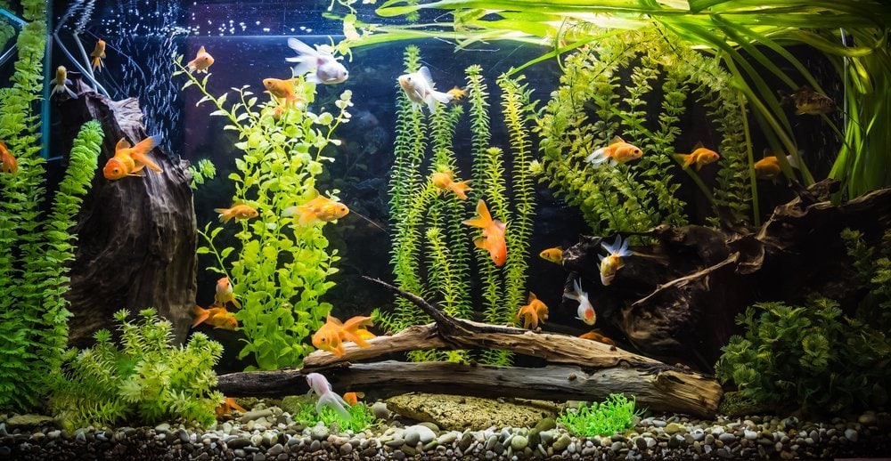 Fish Aquarium to decorate the house