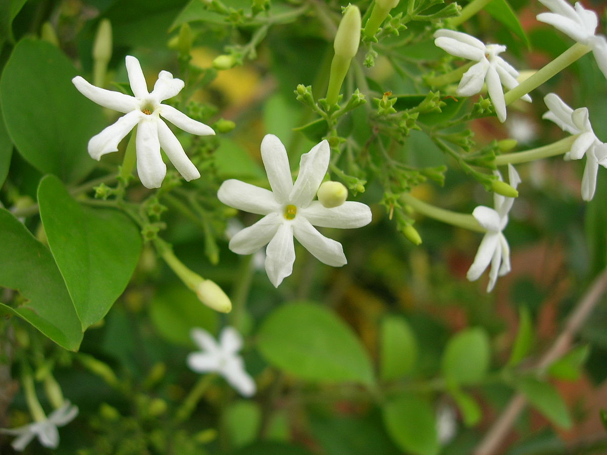 Use fragrant flowers of Mogra and Jasmine