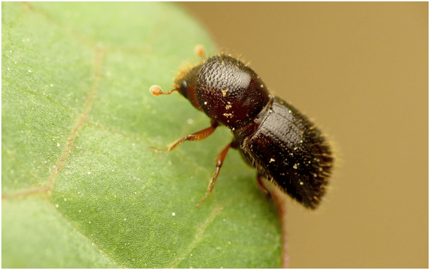 How To Beat The Ambrosia Beetles From Plants And Trees