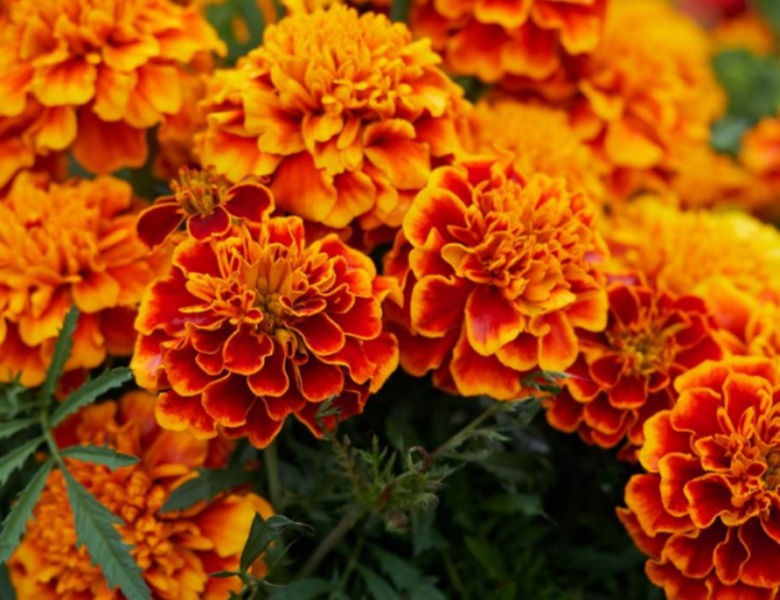 USES AND BENEFITS OF MARIGOLD FLOWERS THAT YOU DON’T KNOW BEFORE!!!!