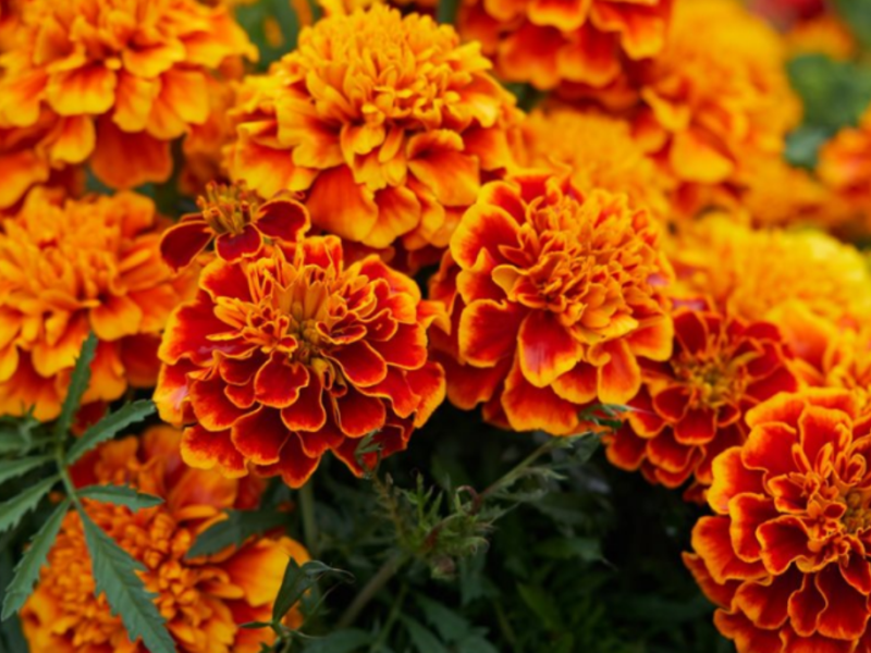 USES AND BENEFITS OF MARIGOLD FLOWERS THAT YOU DON’T KNOW BEFORE!!!!