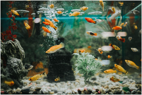 10 Best Aquariums in the U.S.A