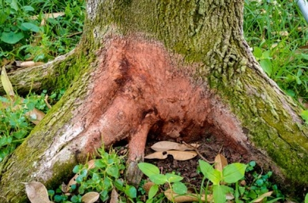 How to Identify and Treat Root Rot Disease For Trees