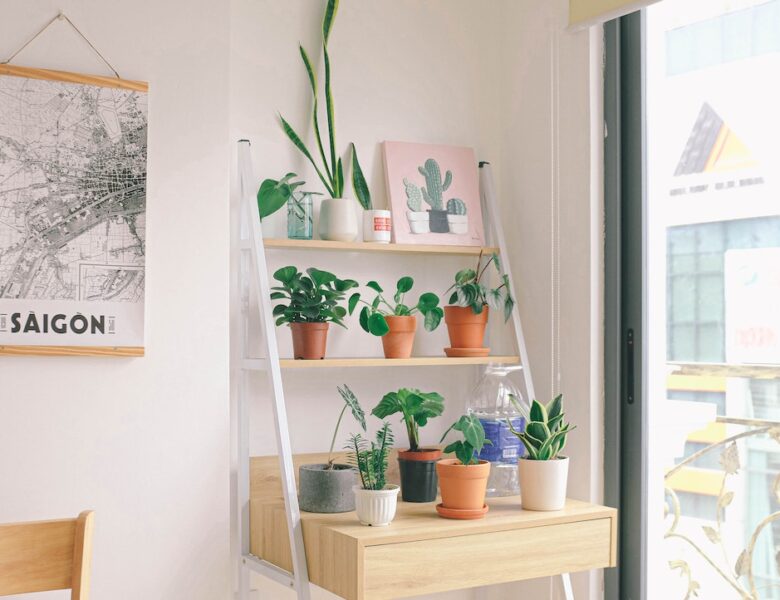 Making Your Rented Apartment Feel Like Home: How Plants Can Transform Your Space