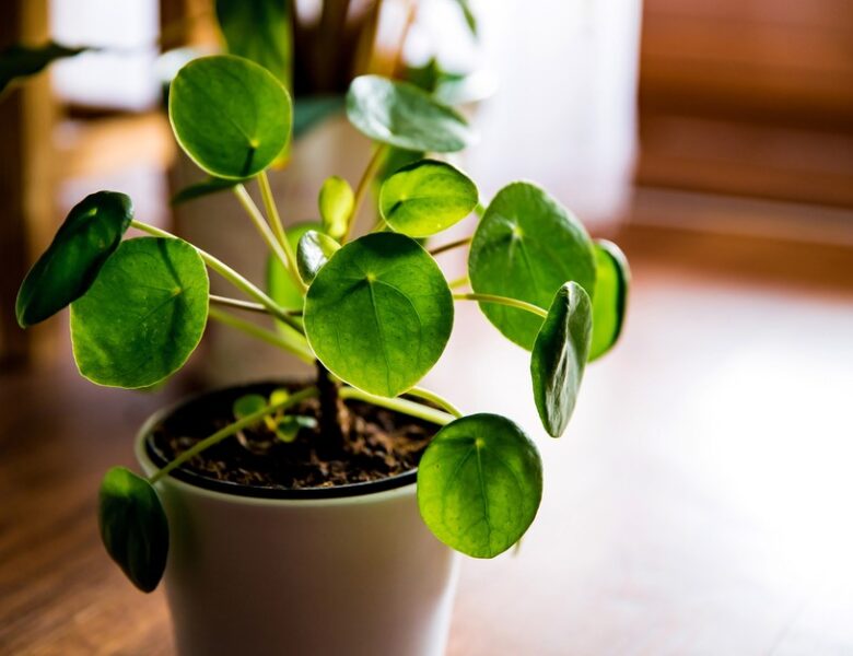 Vastu tips for money plant you will have double progress day and night