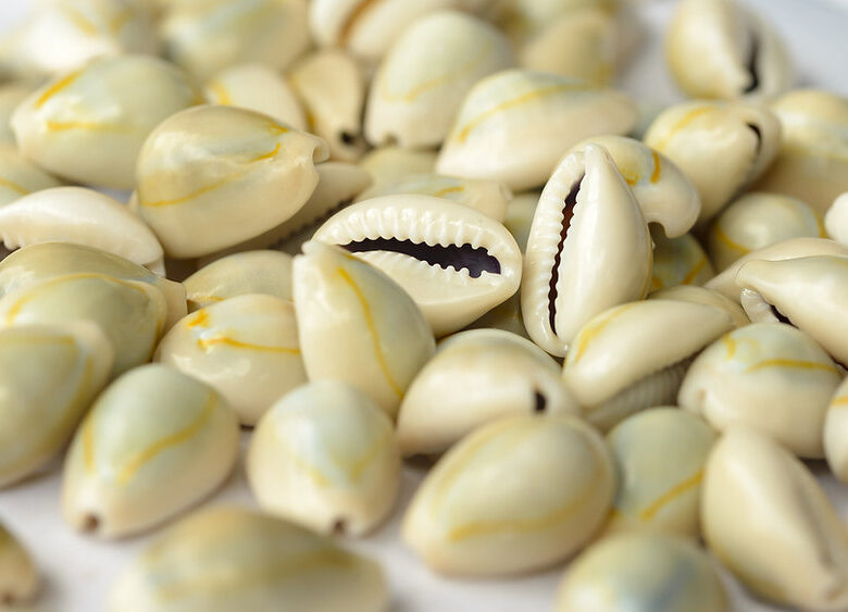 Can cowries be kept in home temple?