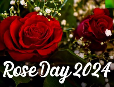 Rose Day 2024: Know importance of which color flower on Rose Day