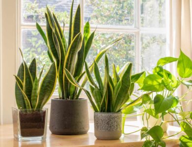 Vastu: Keep a snake plant at this special place in the house